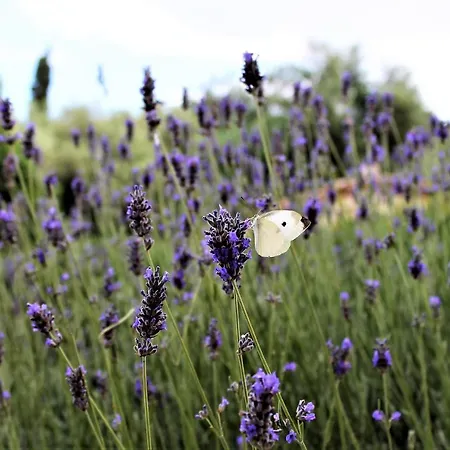 Apartament Klaudija *